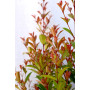 Myrceugenia — myrceugenia árbol nativo chile comprar
