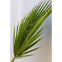 Palmera Trachycarpus fortunei — palmera trachycarpus fortunei comprar chile