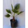 Palmera Trachycarpus fortunei — palmera trachycarpus fortunei comprar chile