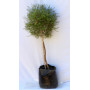 Westringia pie alto XL — westringia pie alto XL Chile