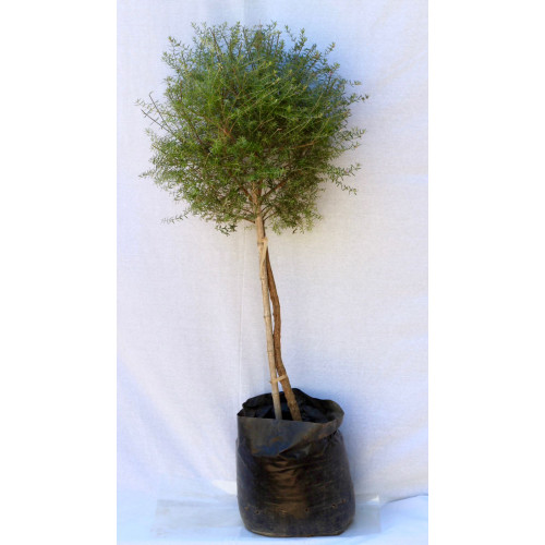 Westringia pie alto XL — westringia pie alto XL Chile