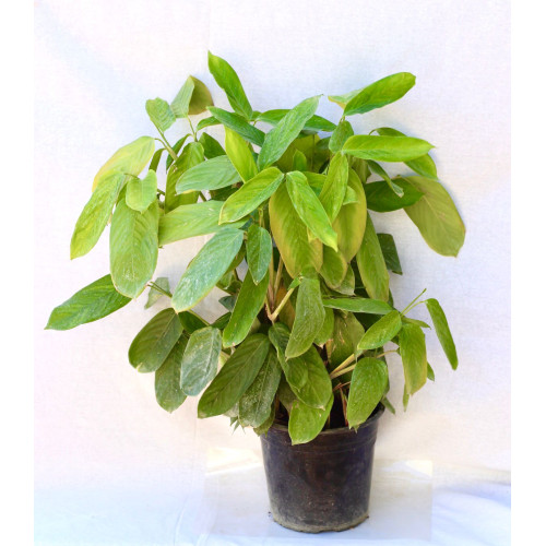 Maranta ctenante verde — Maranta ctenante verde comprar Santiago