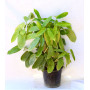 Maranta ctenante verde — Maranta ctenante verde comprar Santiago