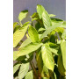 Maranta ctenante verde — Maranta ctenante verde comprar Santiago