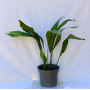 Aspidistra — aspidistra planta interior precio chile
