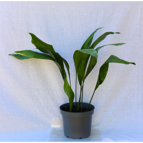 Aspidistra — aspidistra planta interior precio chile