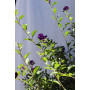 Solanum rantonetti pie alto XL — solanum rantonetti pie alto comprar chile