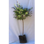 Solanum rantonetti pie alto XL — solanum rantonetti pie alto comprar chile
