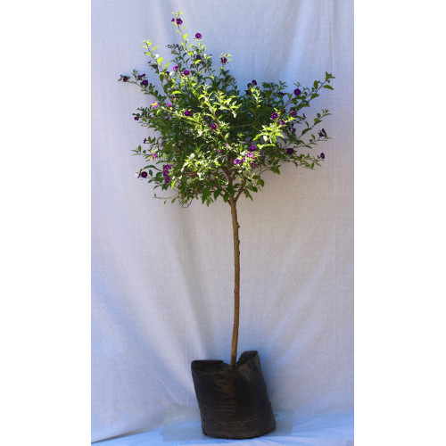 Solanum rantonetti pie alto XL — solanum rantonetti pie alto comprar chile