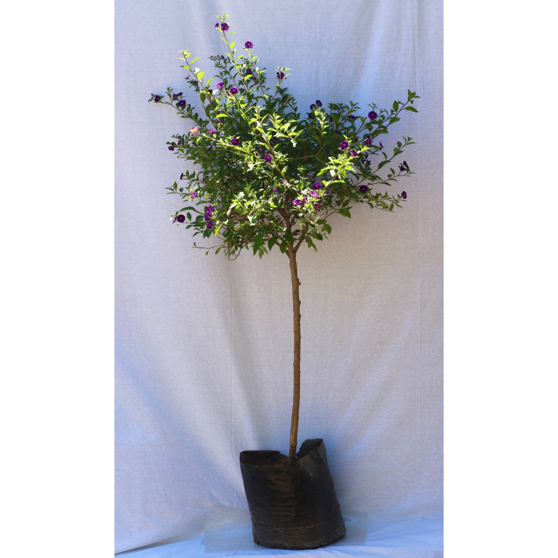 Solanum rantonetti pie alto XL — solanum rantonetti pie alto comprar chile