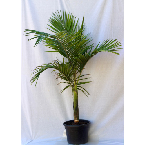 Palmera Kentia — palmera kentia precio chile interior