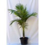 Palmera Kentia — palmera kentia precio chile interior