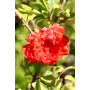 Granado de flor pie alto — granado de flor pie alto comprar Santiago