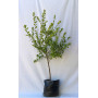 Granado de flor pie alto — granado de flor pie alto comprar Santiago
