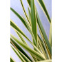 Pita variegada — pita variegada planta exterior chile