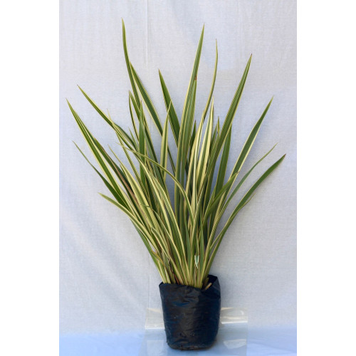 Pita variegada — pita variegada planta exterior chile