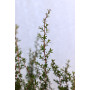 Leptospermum scoparium — Leptospermum scoparium comprar Santiago Chile