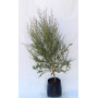 Leptospermum scoparium — Leptospermum scoparium comprar Santiago Chile
