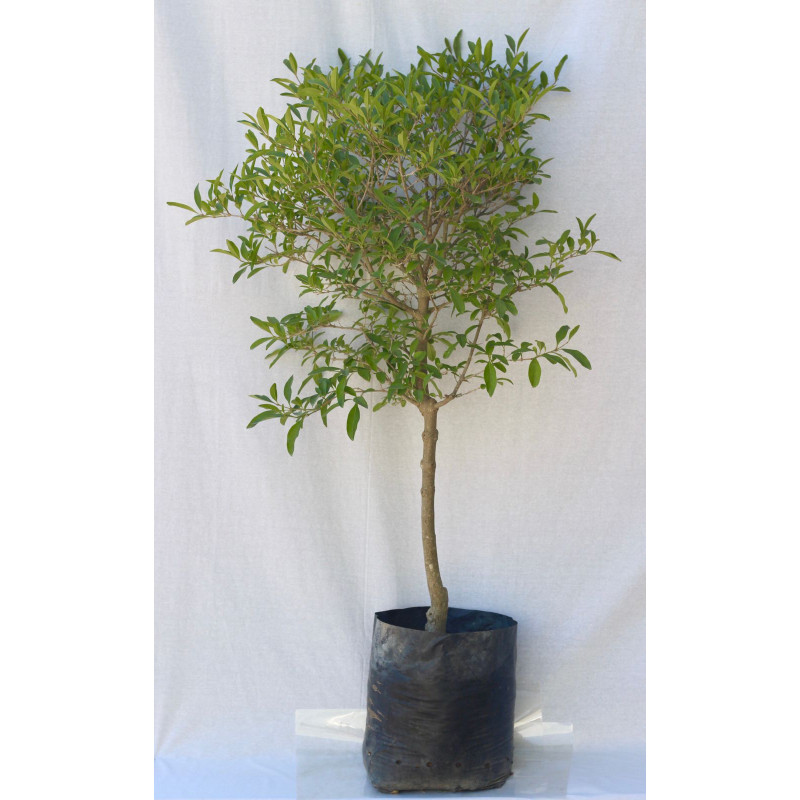 Tarumá pie alto xl — tarumá pie alto xl árbol exterior chile