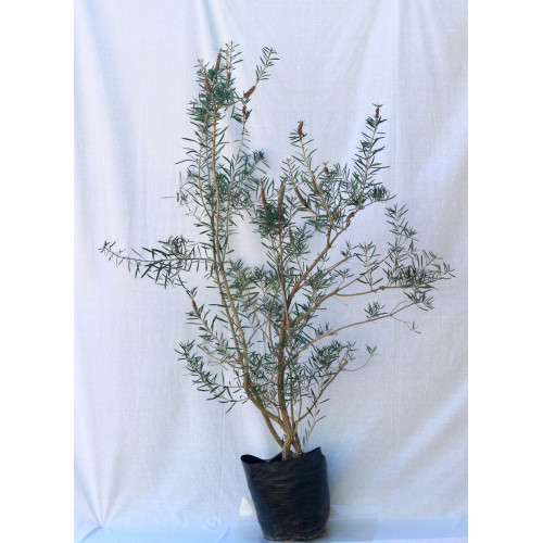 Callistemon macropunctatus — Callistemon macropunctatus precio chile