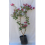 Crespón — crespón árbol ornamental comprar chile