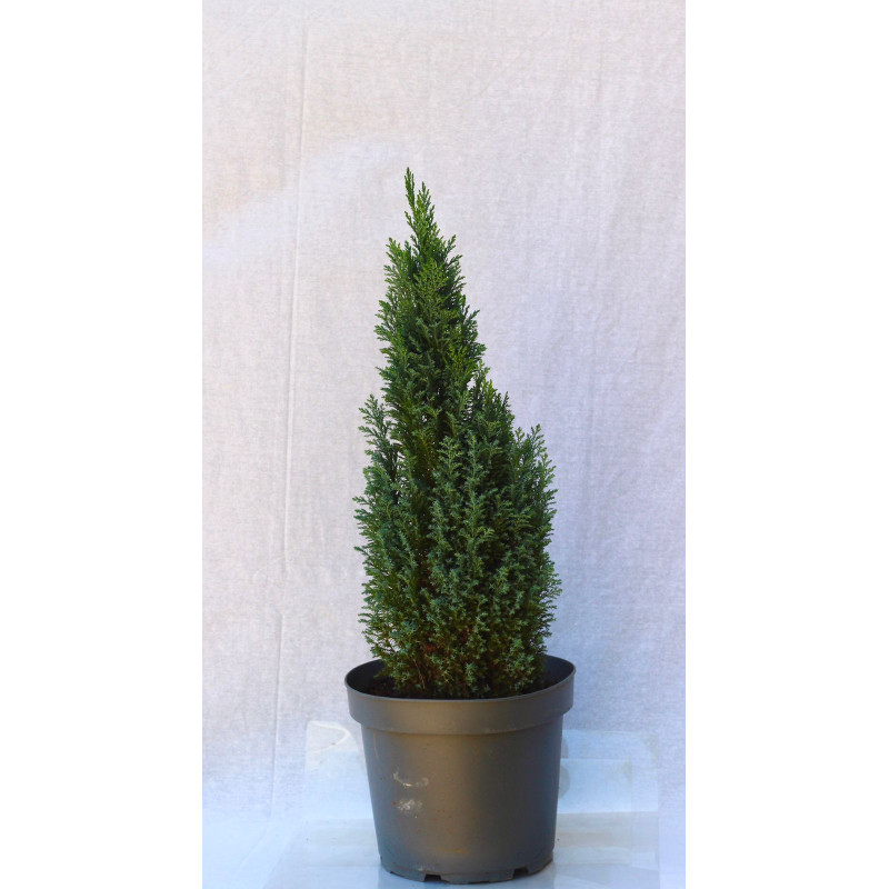 Chamaecyparis Elwoodi / Pino azul
