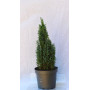 Chamaecyparis Elwoodi / Pino azul