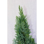 Chamaecyparis Elwoodi / Pino azul