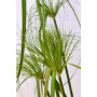 Papiro Egipcio — papiro egipcio comprar chile