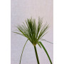 Papiro Egipcio — papiro egipcio comprar chile