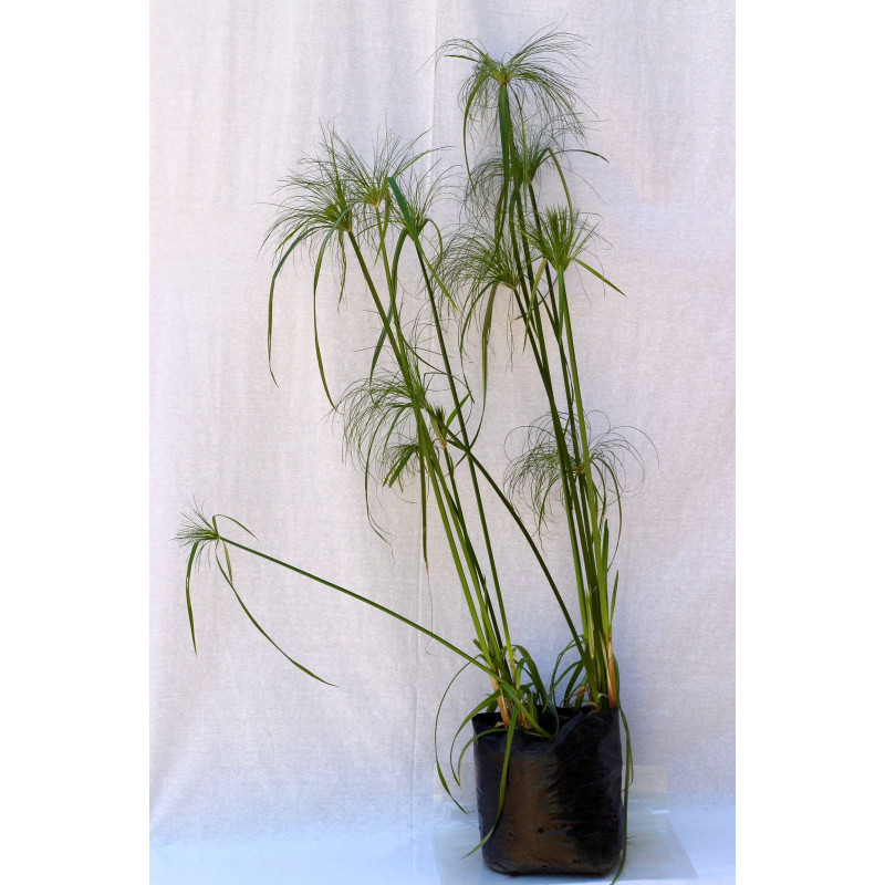 Papiro Egipcio — papiro egipcio comprar chile