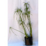 Papiro Egipcio — papiro egipcio comprar chile