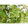 Coprosma petrei — coprosma petrei arbusto exterior chile