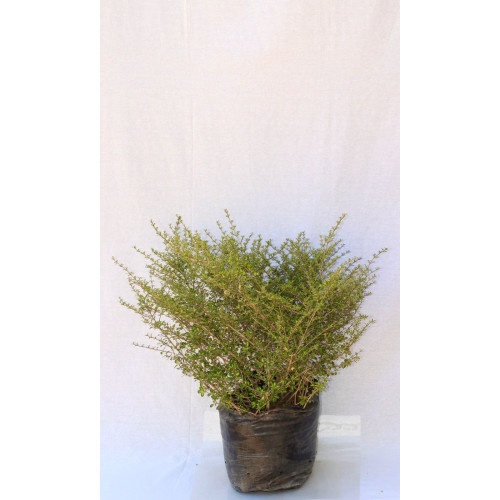 Coprosma petrei — coprosma petrei arbusto exterior chile