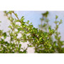Coprosma petrei — coprosma petrei arbusto exterior chile