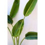 Strelitzia / Ave del paraiso — Strelitzia Ave del Paraíso compra Chile
