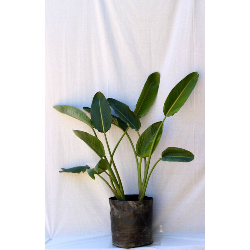 Strelitzia / Ave del paraiso — Strelitzia Ave del Paraíso compra Chile
