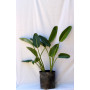 Strelitzia / Ave del paraiso — Strelitzia Ave del Paraíso compra Chile