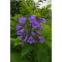 Jacaranda — jacaranda árbol ornamental comprar chile