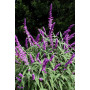 Salvia leucantha — salvia leucantha precio chile