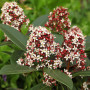 Skimmia japonica — Skimmia japonica precio Chile