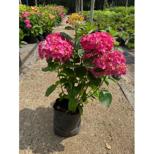 Hortensia rosada
