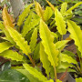 Philodendron Ring Of Fire Golden — Philodendron Ring Of Fire Golden precio Chile