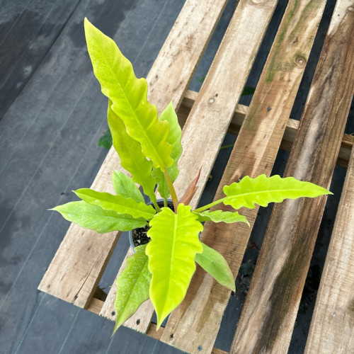 Philodendron Ring Of Fire Golden — Philodendron Ring Of Fire Golden precio Chile