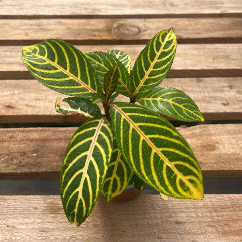 Sanchezia — sanchezia tropical planta interior comprar Santiago