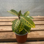 Sanchezia — sanchezia tropical planta interior comprar Santiago