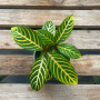 Sanchezia — sanchezia tropical planta interior comprar Santiago