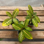 Sanchezia — sanchezia tropical planta interior comprar Santiago