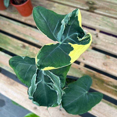 Alocasia Xanthosoma Variegata — Alocasia Xanthosoma Variegata precio Chile