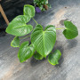 Philodendron Fragans (M) Hoja de corazon